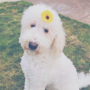 Meet your Posher, Eileen